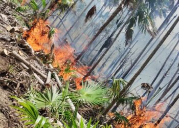 Alarma en Holbox: Incendio devasta 45 ha de flora y fauna en ‘La Ensenada
