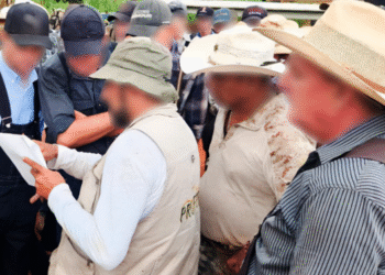 Menonitas y desmontes ilegales: Quintana Roo, el estado más afectado por la deforestación en la Península de Yucatán