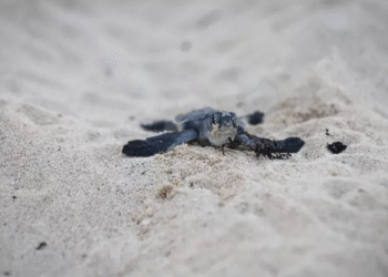 Cancún registra 18 varamientos de tortugas marinas en temporada de anidación