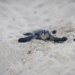 Cancún registra 18 varamientos de tortugas marinas en temporada de anidación