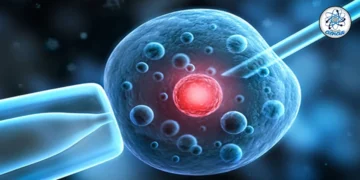 Científicos crean ovarios artificiales para devolver la fertilidad a mujeres que han superado el cáncer.