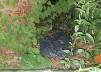 Hallan Cementerio Clandestino de Mascotas en Chetumal: Lo Que Sabemos