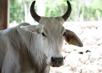 Alerta sanitaria: Quintana Roo suma 200 casos de gusano barrenador; crisis duraría hasta 2026