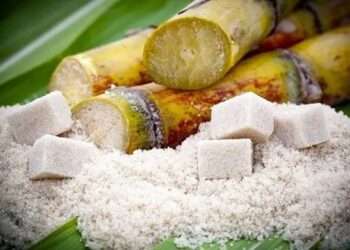 ¡Competencia desleal! Azúcar barata de Belice hunde a productores de Quintana Roo.