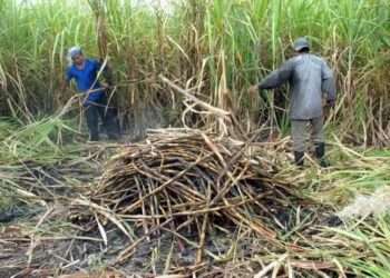¡Alerta Roja en el Campo! Hongo Devasta 15 Mil Hectáreas en Quintana Roo