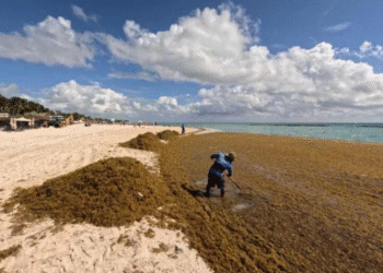 Diputado del PAN acusa bloqueo de fondo federal para atender el sargazo en el Caribe mexicano