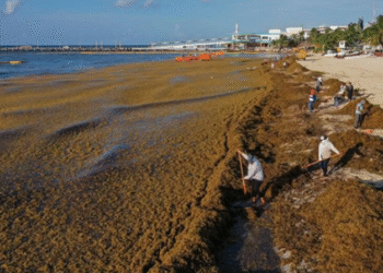 Mancha de sargazo en el Atlántico podría estar relacionada con recales atípicos en Quintana Roo
