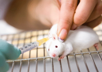 Investigadores españoles logran eliminar en ratones el cáncer de páncreas de peor pronóstico