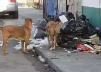 Exigen a Yensunni Martínez frenar violencia animal en Chetumal