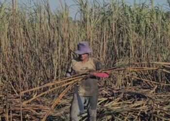 Zafra 2026 en Quintana Roo: Inicia la cosecha con retos y optimismo