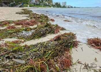 Nuevo arribo de sargazo en Quintana Roo afecta salud y medio ambiente