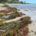 Nuevo arribo de sargazo en Quintana Roo afecta salud y medio ambiente