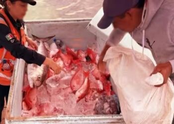 Retienen embarcación con 350 kilos de pescado en Isla Mujeres