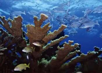 Arrecifes de Cozumel cerrarán temporalmente por recuperación en 2026