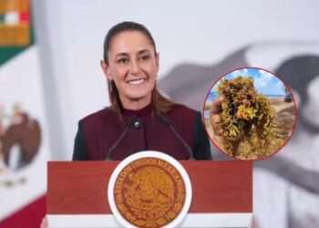 Sargazo en Quintana Roo: Sheinbaum alista operativo con la Marina