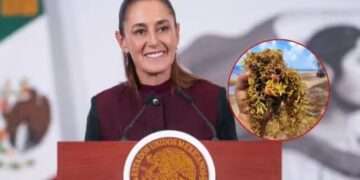 Sargazo en Quintana Roo: Sheinbaum alista operativo con la Marina