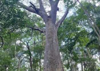Lanzan convocatoria de Árboles Históricos y Notables en Quintana Roo