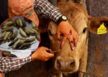 Gusano barrenador en Quintana Roo: Casos aumentan en la zona sur